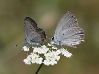 Fransz Everesi (Cupido alcetas)