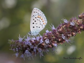 Himalaya Mavisi (Pseudophilotes vicrama)