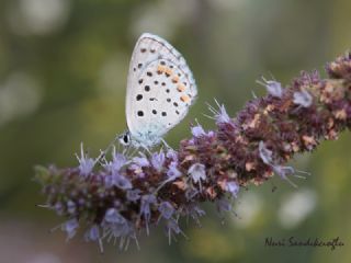 Himalaya Mavisi (Pseudophilotes vicrama)