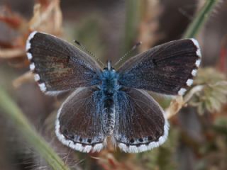 Himalaya Mavisi (Pseudophilotes vicrama)