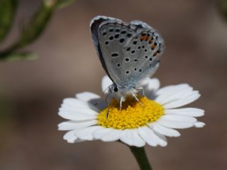 Himalaya Mavisi&nbsp;(Pseudophilotes&nbsp;vicrama)