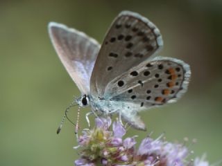 Himalaya Mavisi (Pseudophilotes vicrama)