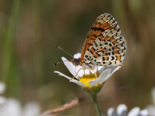 G�zel �parhan&nbsp;(Melitaea&nbsp;trivia)