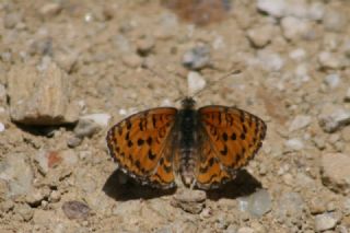 Gzel parhan (Melitaea trivia)