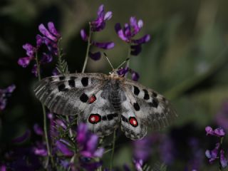 Akdeniz Han�meli Kelebe�i&nbsp;(Limenitis&nbsp;reducta)