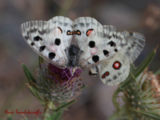 Apollo (Parnassius apollo)