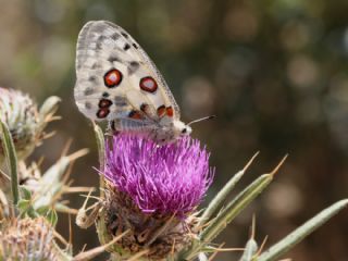 Apollo (Parnassius apollo)