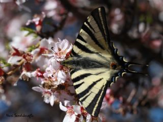 Erik Krlangkuyruk (Iphiclides podalirius)