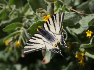 Erik Krlangkuyruk (Iphiclides podalirius)