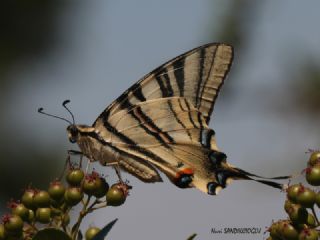 Erik Krlangkuyruk (Iphiclides podalirius)