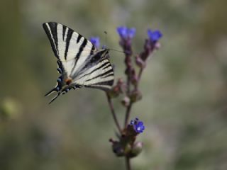 Erik Krlangkuyruk (Iphiclides podalirius)