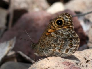 K���k Esmerboncuk&nbsp;(Lasiommata&nbsp;megera)