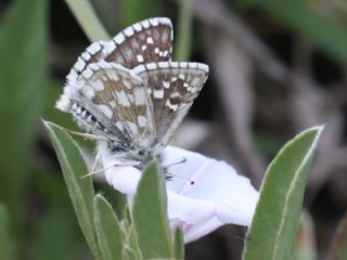 Zeytuni Zpzp (Pyrgus serratulae)