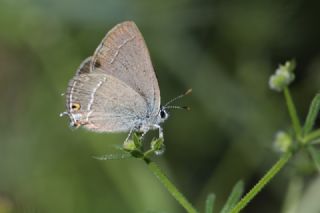 Sevbeni (Satyrium abdominalis)