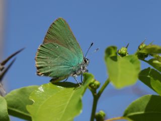 Zmrt (Callophrys rubi)