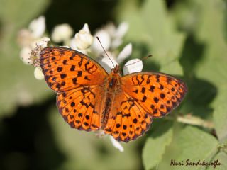 Brtlen Brentisi (Brenthis daphne)