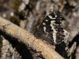 Kara Murat (Brintesia  circe)