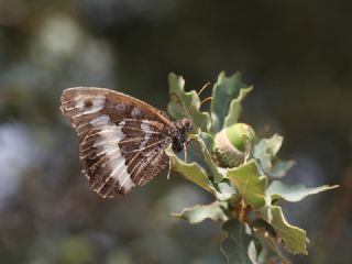 Kara Murat (Brintesia  circe)