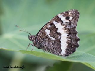 Kara Murat (Brintesia  circe)
