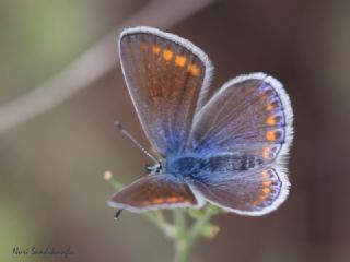 okgzl Meneke Mavisi (Polyommatus thersites)