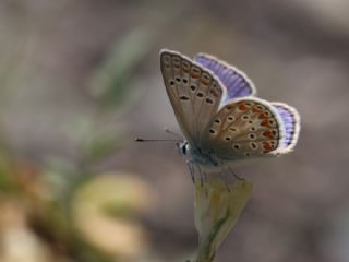 okgzl Meneke Mavisi (Polyommatus thersites)