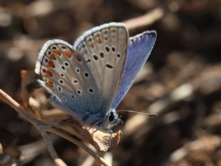 okgzl Meneke Mavisi (Polyommatus thersites)