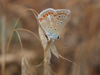 okgzl Meneke Mavisi (Polyommatus thersites)