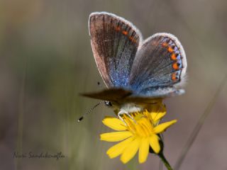 okgzl Meneke Mavisi (Polyommatus thersites)