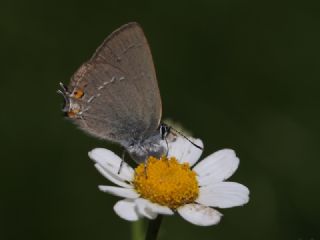 Minik Sevbeni (Satyrium acaciae)