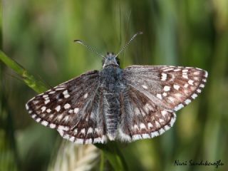 Sar Bandl Zpzp (Pyrgus sidae)
