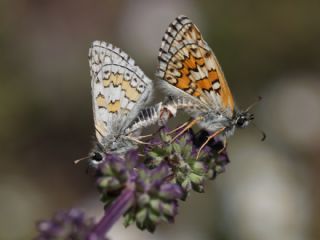 Sar� Bandl� Z�pz�p&nbsp;(Pyrgus&nbsp;sidae)