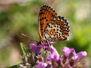 Trkistan parhan (Melitaea arduinna)