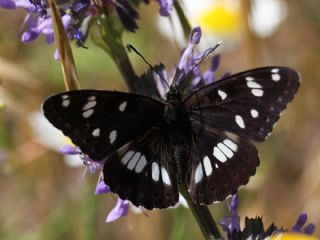 Akdeniz Han�meli Kelebe�i&nbsp;(Limenitis&nbsp;reducta)