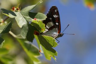 Akdeniz Han�meli Kelebe�i&nbsp;(Limenitis&nbsp;reducta)