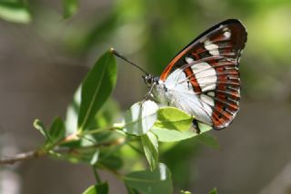 Akdeniz Hanmeli Kelebei (Limenitis reducta)