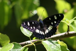 Akdeniz Hanmeli Kelebei (Limenitis reducta)