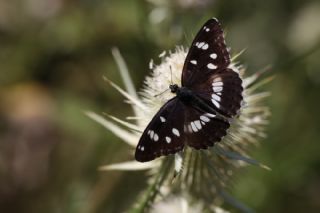 Akdeniz Hanmeli Kelebei (Limenitis reducta)
