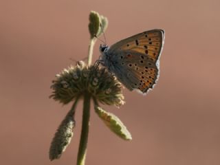 Kk Ate Gzeli (Lycaena thersamon)