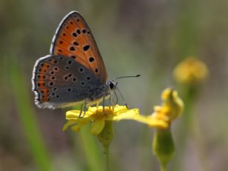 Kk Ate Gzeli (Lycaena thersamon)