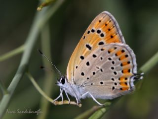 Kk Ate Gzeli (Lycaena thersamon)