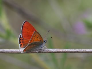 Kk Ate Gzeli (Lycaena thersamon)