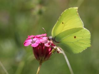 Orakkanat&nbsp;(Gonepteryx&nbsp;rhamni)
