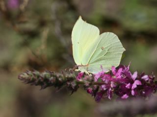 Orakkanat (Gonepteryx rhamni)