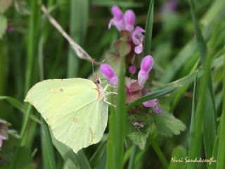 Orakkanat&nbsp;(Gonepteryx&nbsp;rhamni)