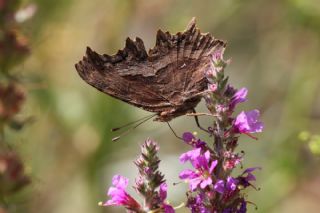 Anadolu Yrtkprt (Polygonia egea)