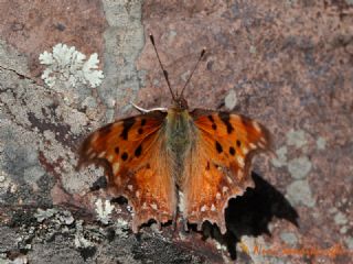 Anadolu Y�rt�kp�rt���&nbsp;(Inachis&nbsp;egea)