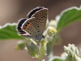 Mcevher Kelebei (Chilades trochylus)