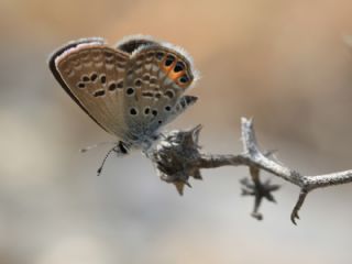 Mcevher Kelebei (Chilades trochylus)