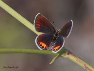 Mcevher Kelebei (Chilades trochylus)