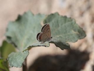 Mcevher Kelebei (Chilades trochylus)